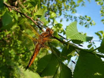 Libellula fulva?